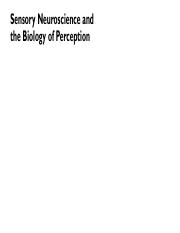 Perception_week02_sensoryNeuroscience.pdf