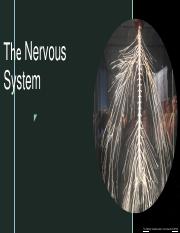AP nervous system.pdf