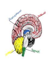 SM_Unit 9 Brain Anatomy(1).pdf