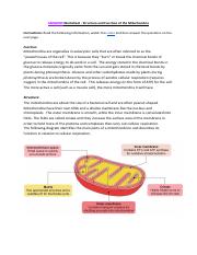 Copy of Answers - Mitochondria Structure and Function (1).pdf