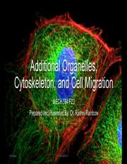 MECH394 F23 2.3 Additional Organelles, Cytoskeleton, and Cell Migration.pdf