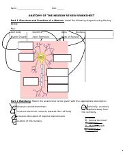 neuron anatomy and physiology worksheet answers
