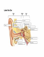 IZABELLA GALAN - Label the Ear.pdf