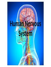 Human Nervous System Vs2.pptx