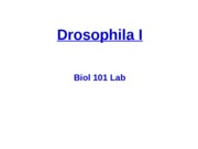 Biology  Lab Drosophila