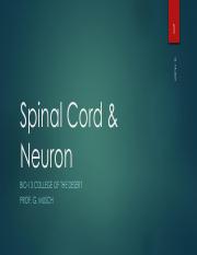 Spinal Cord & Neuron-Lab #19.pdf
