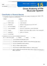 Review Sheet 15 - NAME LAB TIME/DATE Gross Anatomy of the Muscular ...