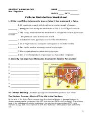 Cellular Metabolism worksheet.doc