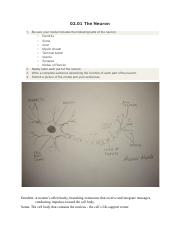 02.01 The Neuron.pdf