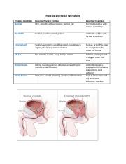 Testicular_Prostate+and+Rectal+Worksheet.docx