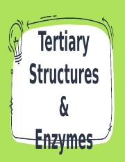 Tertiary Structures and Enzymes.pptx