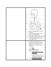 Copy of Anatomy Respiratory Quiz Prep.pdf