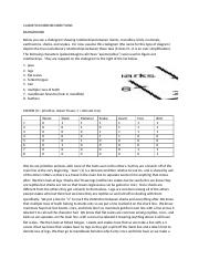 CLADISTICS EXERCISE DIRECTIONS and QUESTIONS.docx