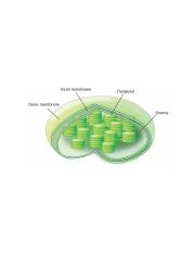 chloroplast.png