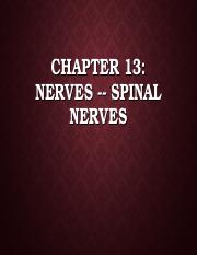 6.1 Spinal nerves & Reflexes.ppt