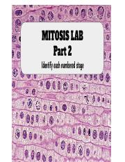 MITOSIS LAB-Part 2.pdf