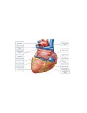 Overview of the external anatomy of the heart posterior view.PNG