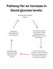 Glucose is absorbed from the intestines.jpg