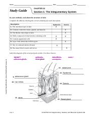 Study_Guide_Integumentary_Skeletal_and_Muscular_Systems_English_Editable.pdf