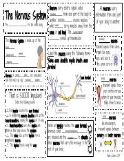 Nervous System Activity Page and Notes (1).pdf