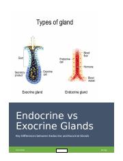 Endocrine VS Exocrine Glands.docx