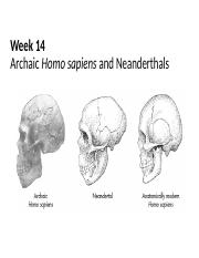 Week 14 pp Archaic Homo sapiens - Tagged.pdf
