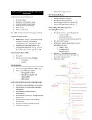Erythrocyte Metabolism word.pdf