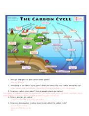 Copy of Schell Copy of Carbon Nitrogen Cycles Diagrams and Qs 3.pdf
