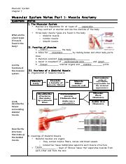 Kami Export - Kyla Johnson - Muscular System Notes Part 1.pdf
