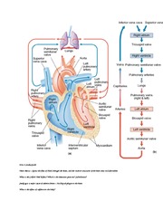 S14_Unit 3 Study Guide Cardiac