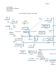 Central Dogma Of Biology Concept Map Docx Hatala 1 Claire Hatala