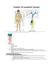 Chapter 20 Lymphatic System.docx