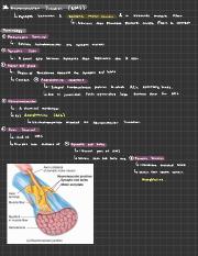 Neuromuscular Junction.pdf