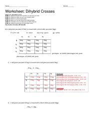 answers for dihybrid worksheet