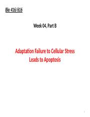 Week04-B-Cellular Stress & Apoptosis(1).pptx
