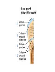 Bone growth and remodeling.pptx
