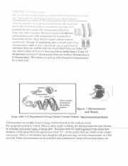 NATALIA RODRÍGUEZ - Background chromosomes.pdf