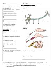 Neuron Function Assignment v1.docx
