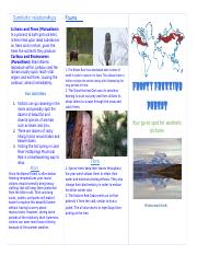 Boreal Forest Biome Brochure-Mohammad Hasib.docx