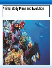 Animal Body Plans.pptx