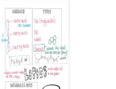 2.11N Lipids  - notes.pdf