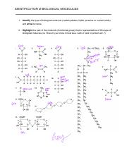 I.D. Biological Molecules Dichotomous Key.pdf
