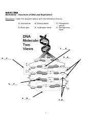 DNA Worksheet.doc
