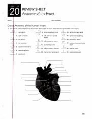 Review Sheet 20.pdf