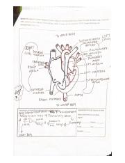 General Circulatory System Diagram Create diagram that depicts the fow of blood through the heart, l