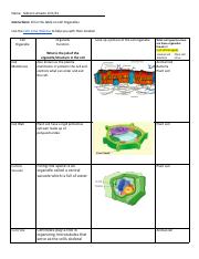 Copy of Gibrann AMADO - Cell Organelle Graphic Organizer.pdf