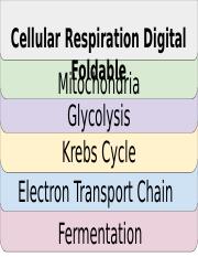 Cellular+Respiration+Project.pptx