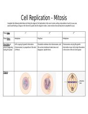 Cell Replicaiton - Mitosis stages worksheet.docx