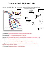DNA_Structure_and_Replication_Review.docx