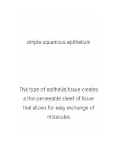 Epithelial Tissue Terminology.docx